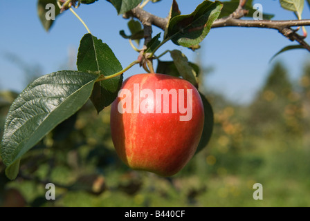 English Apples Festival Lathcoats apple Apple Farm Galleywood Essex REGNO UNITO HOMER SYKES Foto Stock