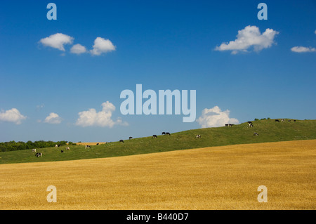 Un campo di grano maturo con le mucche al pascolo su una collina nei pressi di Holland Manitoba Canada Foto Stock