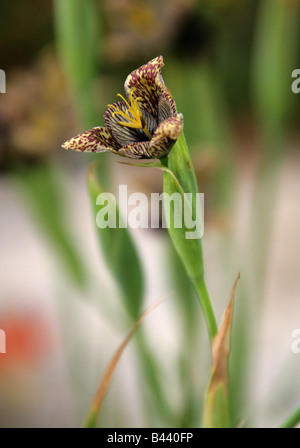 Tiger fiori o fiori di Shell aka Jaguar Fiore, Tigridia vanhouttei, Iridaceae, Messico Foto Stock