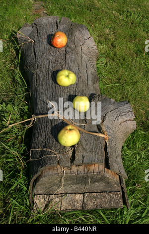 Manna mele su un tronco di albero Foto Stock