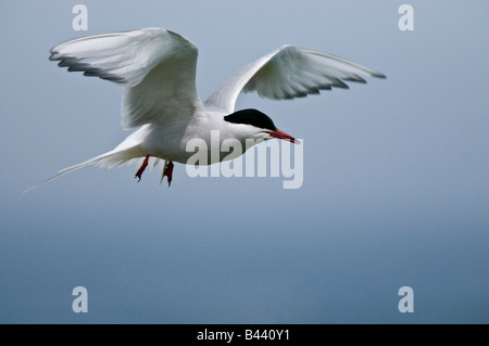 Arctic Tern Sterna paradisaea Foto Stock