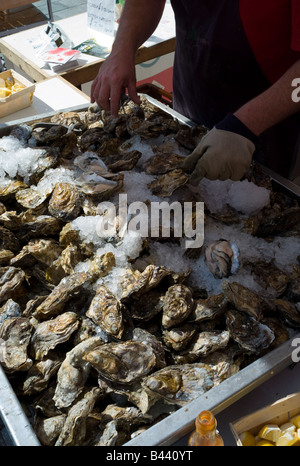 Vassoio di scozzese fresco ostriche su ghiaccio pronti per la vendita, food fair, Brighton, Inghilterra Foto Stock