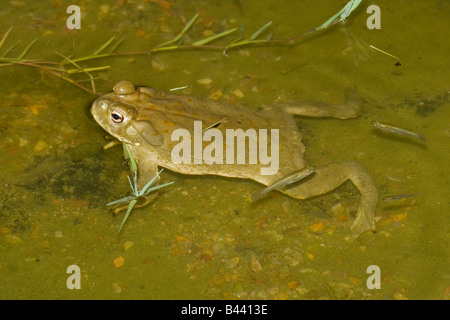 Deserto Sonoran Toad Bufo alvarius Foto Stock