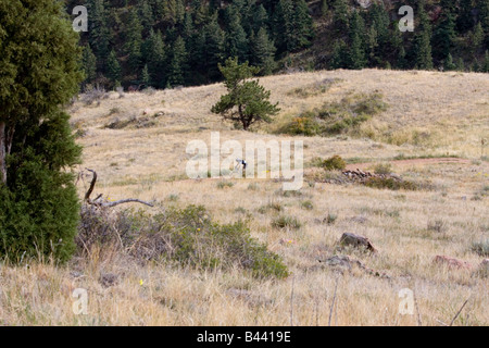 Gli amanti della mountain bike ride il robusto sentieri di bianco Ranch Park vicino a Golden Colorado su un caloroso inizio pomeriggio autunnale Foto Stock