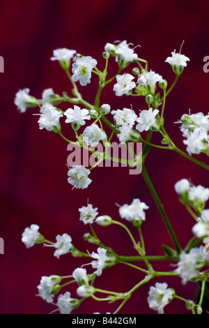 Prezzemolo in pietra su sfondo di uva Foto Stock