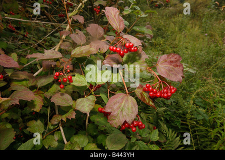 Rosa viburno Viburnum opulus bacche Midlands UK Foto Stock