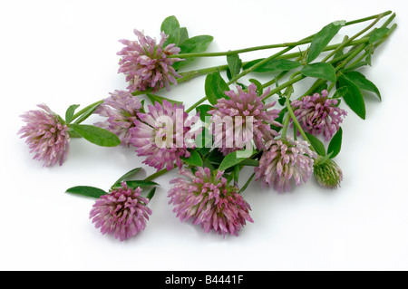 Trifoglio rosso (Trifolium pratense), fiori, studio immagine Foto Stock