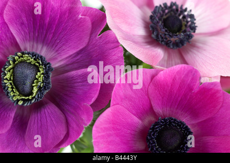 Close up viola e rosa anemone coronaria fiori Foto Stock