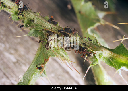 Allevamento di formiche afidi per Honey dew. Foto Stock