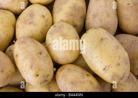 Sfondo costituito di un mucchio di patate Foto Stock