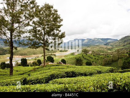 Un meraviglioso paesaggio di grandi piantagioni di tè sulle pendici delle colline, un bellissimo fiume nella valle, e sullo sfondo di montagne. Foto Stock