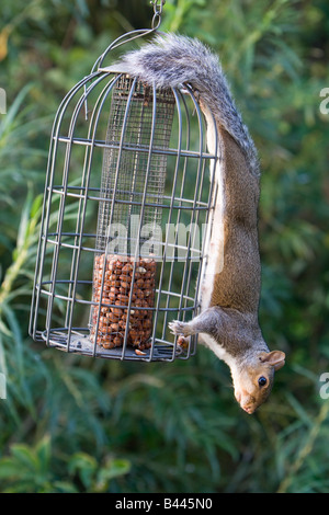 Scoiattolo grigio Sciurus carolinensis scoiattolo sulla prova di alimentatore di arachidi UK l'autunno. Foto Stock