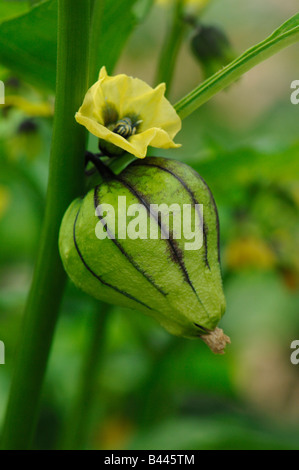 Tomatillo, lolla di pomodoro (Physalis ixocarpa, Physalis philadelphica), fiori e frutta Foto Stock