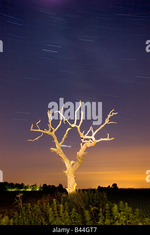 Albero morto & Star sentieri nella campagna di Norfolk, fotografata utilizzando una lunga esposizione Foto Stock