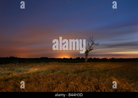 Albero morto & Orzo campo fotografato durante una lunga esposizione di notte nel Norfolk e illuminati dalla luce della torcia Foto Stock