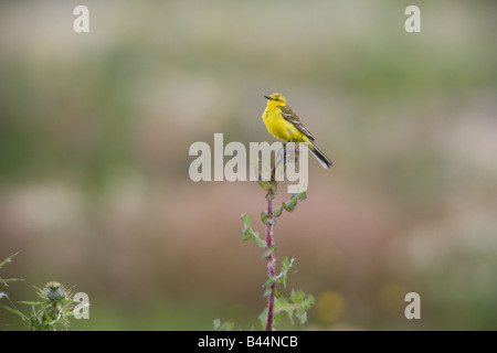 Wagtail giallo Motacilla flava flavissima maschio adulto appollaiato su un SOW-thistle impianto Foto Stock