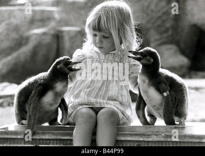 Kirsten Ogilvie nella carica di due baby pinguini Settembre 1981 gli otto settimane vecchio pinguini sono stati inanellati per identificazione Foto Stock