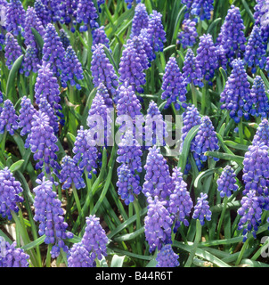 Giacinti d'uva / Muscari armeniacum Foto Stock
