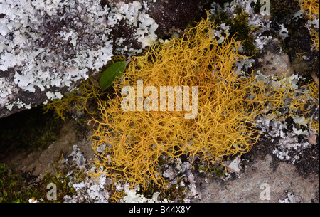 Capelli dorati lichen Teloschistes flavicans UK classificati come vulnerabili Foto Stock
