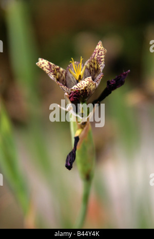 Tiger fiori o fiori di Shell aka Jaguar Fiore, Tigridia vanhouttei, Iridaceae, Messico Foto Stock