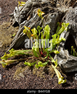 Viola pianta brocca o sella lato fiore, Sarracenia purpurea subsp. purpurea, Sarraceniaceae, Nord Est USA Foto Stock