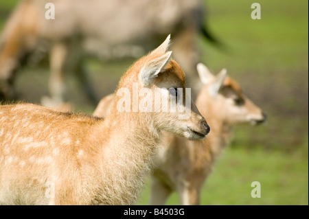 Giovani Pere David deer Foto Stock