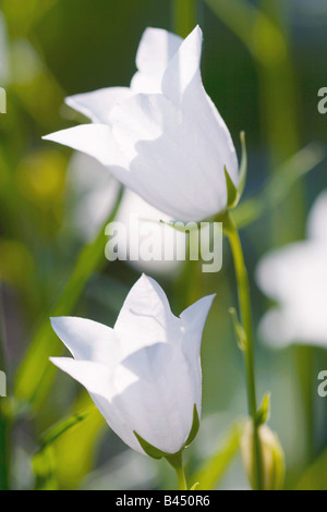 Peach-lasciarono la campanula / Campanula persicifolia Foto Stock