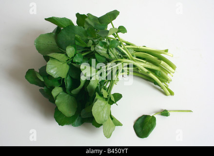 Mazzetto di crescione - organici ( Nasturtium officinale ) Foto Stock