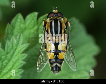 Hoverfly, Helophilus, trivittatus sulla pulizia di foglia di per sé . Foto Stock