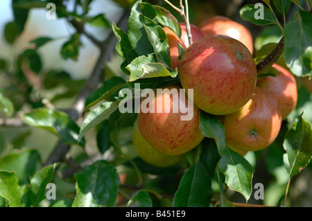 Frutteto di Saltwood Hythe Kent Foto Stock