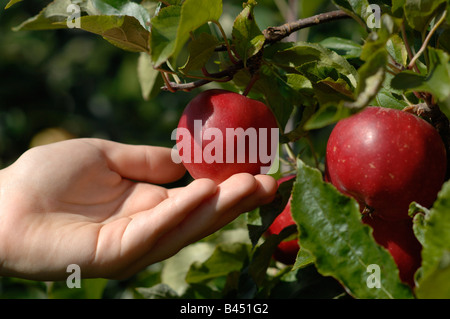 Frutteto di Saltwood Hythe Kent Foto Stock