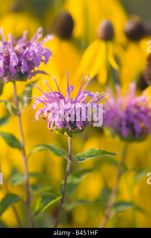 Wild bergamotto (Monarda fistulosa), giallo coneflower in background, La Prairie appassionato di prateria Schurch-Thomson, Wisconsin Foto Stock