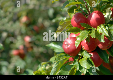 Frutteto di Saltwood Hythe Kent Foto Stock