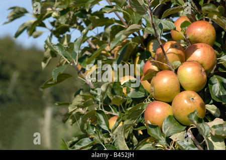 Frutteto di Saltwood Hythe Kent Foto Stock