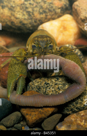 L'acqua chiara il gambero di fiume mangiare catturato lombrico Foto Stock