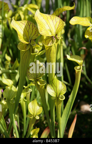 Giallo pianta brocca, Sarracenia flava Apalachicola, Sarraceniaceae, Sud USA orientale Foto Stock