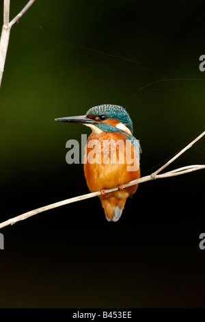 Unione kingfisher Alcedo atthis maschio West Midlands UK autunno Foto Stock