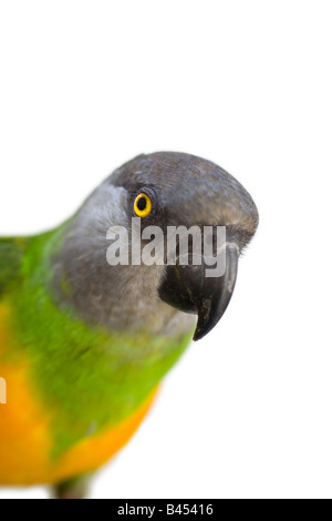 SENEGAL Parrot in posa di impostazione di studio Foto Stock