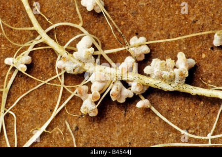 Simbiotico noduli root su alfalfa. Foto Stock