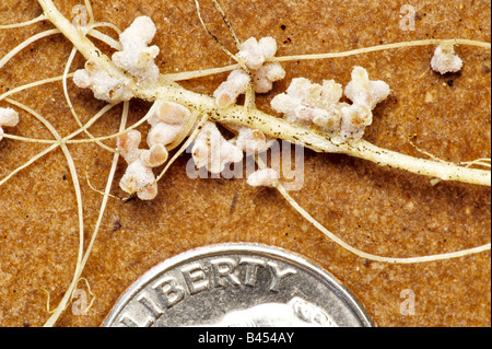 Simbiotico noduli root su alfalfa. Foto Stock