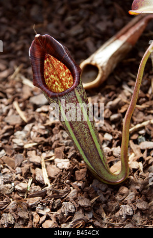 Nepenthes eymae, Nepenthaceae. Un carnivoro pianta brocca dalle montagne di Sulawesi centrale, Indonesia. Foto Stock