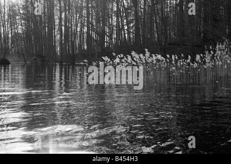 Isolotto alberato sul lago e reed sulla luminosa sunbeam in primavera. In bianco e nero Foto Stock