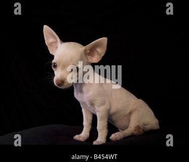 Carino color crema shorthaired Chihuahua cucciolo seduto su sfondo nero Foto Stock