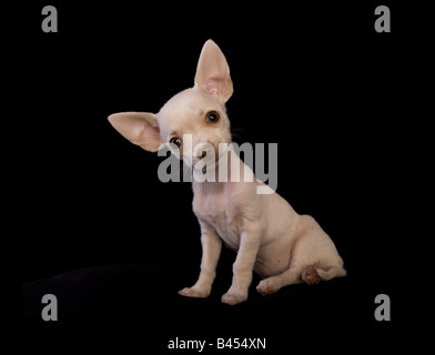 Carino color crema shorthaired Chihuahua cucciolo seduto su sfondo nero Foto Stock