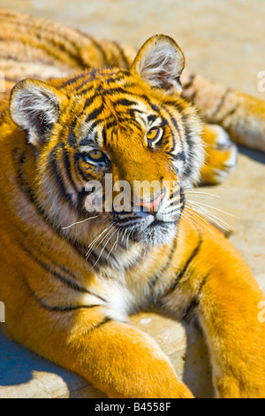 Captive tigre del Bengala capretti (Panthera tigris) Foto Stock