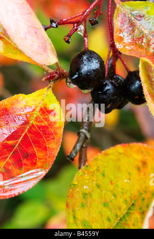 Nero bacche di Aronia (Aronia melanocarpa/mitschurinii) in Autunno colori Foto Stock