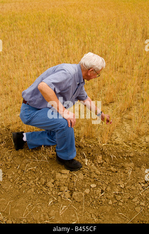 Campi di grano sul front range del Colorado USA Foto Stock