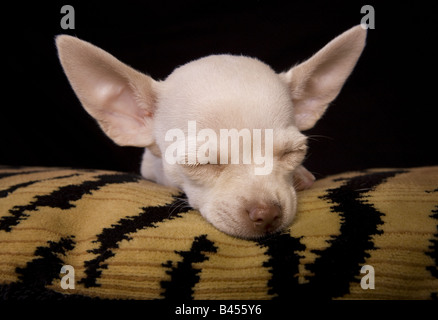 Carino color crema shorthaired Chihuahua cucciolo sdraiato dormendo su tiger spogliato cuscino sfondo nero Foto Stock