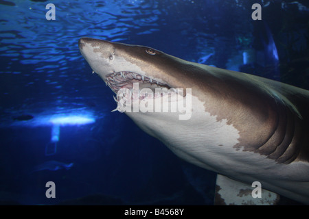 Primo piano vista di Shark Foto Stock