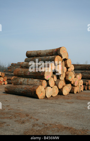 Impilati alberi tagliati a Lumberyard USA Foto Stock